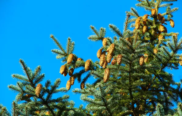 Cones, pine, spruce, twig