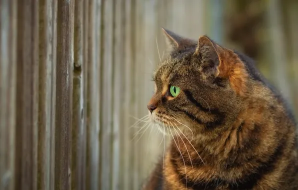 Картинка кот, взгляд, забор, профиль