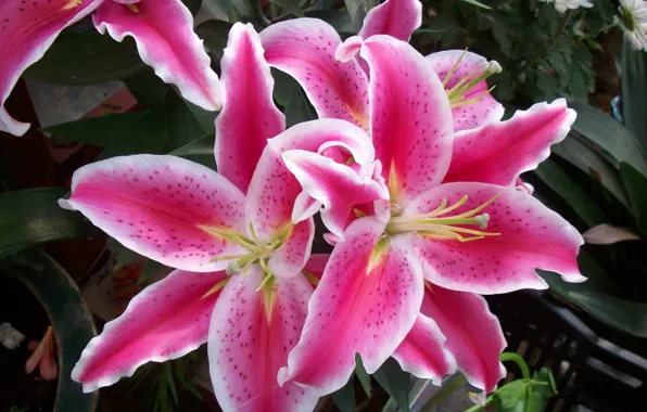Pink, flowers, Lily