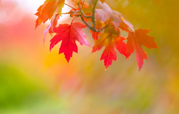 Осень, листья, ветка, клен, марка, багрянец