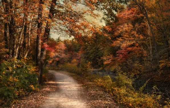 Картинка дорога, осень, лес, деревья, природа