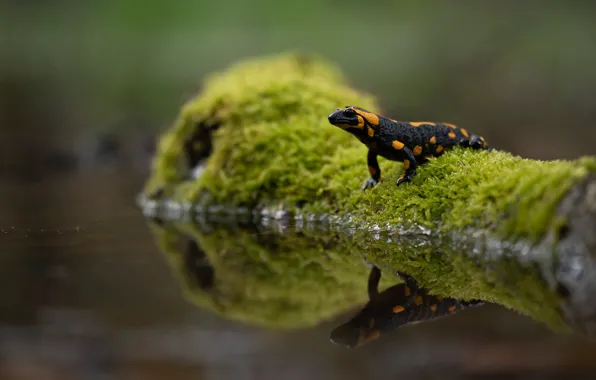 Зелень, вода, природа, отражение, мох, коряга, боке, огненная
