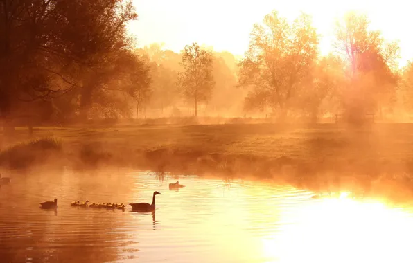 Картинка туман, озеро, утки, утро