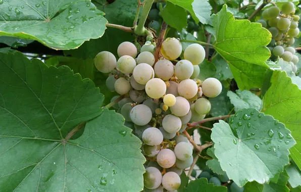 Листья, капли, виноград, гроздь
