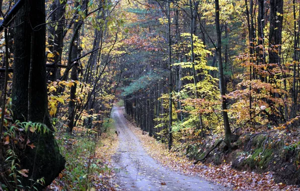 Картинка дорога, осень, лес, forest, листопад, road, Autumn, leaves