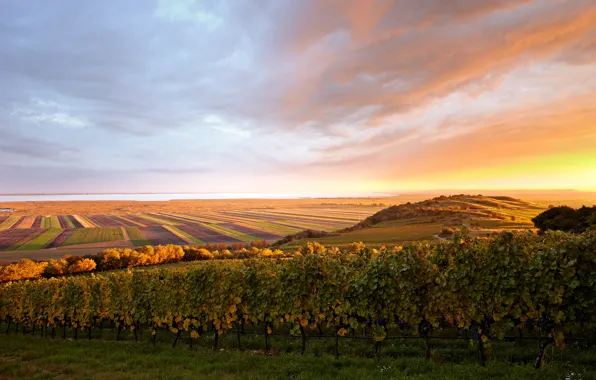 Поля, Австрия, виноградник, плантации, Weingut Schloss Halbturn