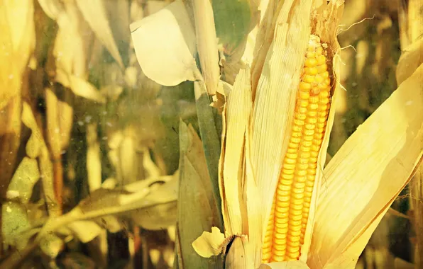 Картинка природа, фон, кукуруза