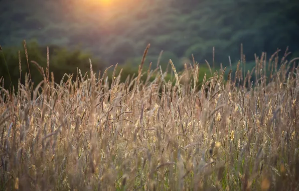 Трава, свет, природа