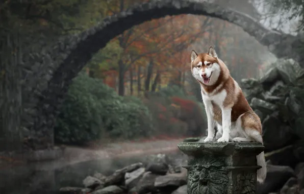 Картинка осень, мост, природа, собака, Хаски
