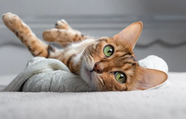 Кошка, кот, взгляд, поза, лапки, постель, лежит, мордашка