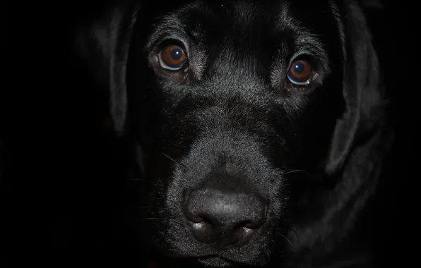 Картинка черный, собака, Лабрадор