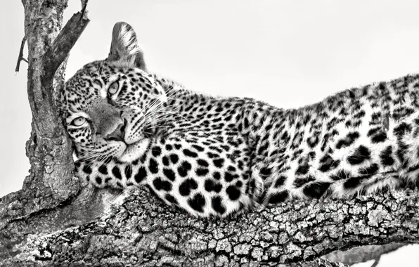 Картинка ветка, леопард, leopard, branch