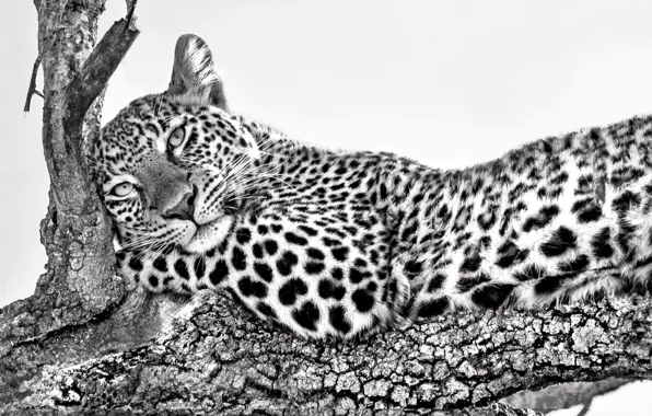 Ветка, леопард, leopard, branch