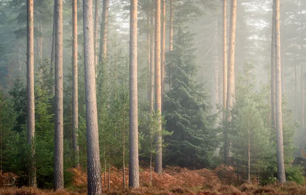 Картинка осень, лес, туман, фото