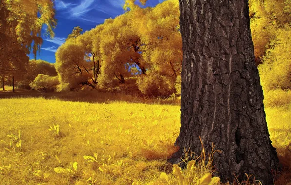 Картинка осень, небо, трава, деревья