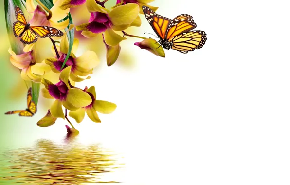 Вода, бабочки, желтые, орхидеи