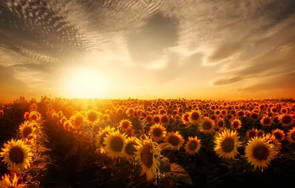 Картинка flower, sunset, sunflowers