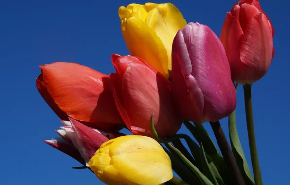 Flower, tulips, spring, blooming