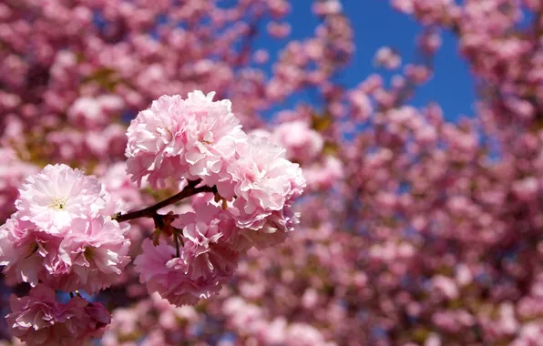 Картинка деревья, цветы, природа, ветка, весна, лепестки, сакура, розовые
