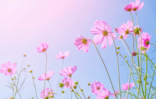Картинка поле, лето, солнце, цветы, summer, розовые, field, pink
