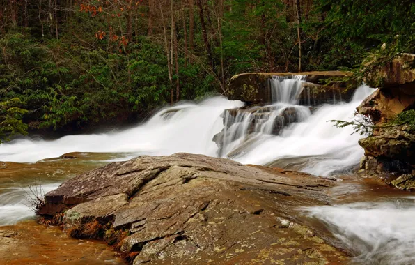 Лес, деревья, ручей, камни, водопад, США, кусты, Pennsylvania