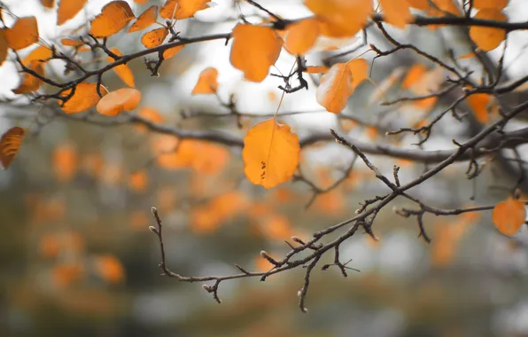 Осень, листья, природа