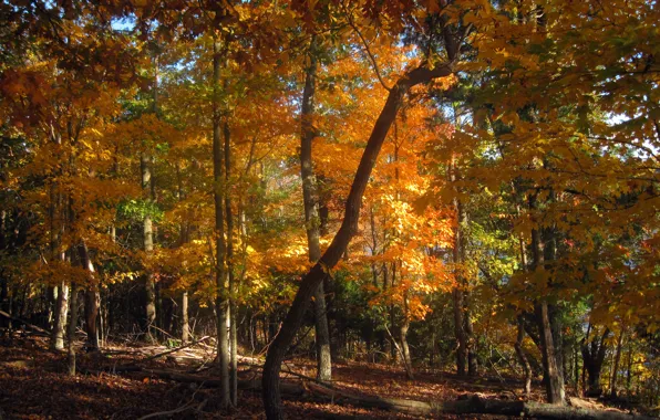 Картинка осень, лес, деревья, природа, forest, Nature, листопад, trees