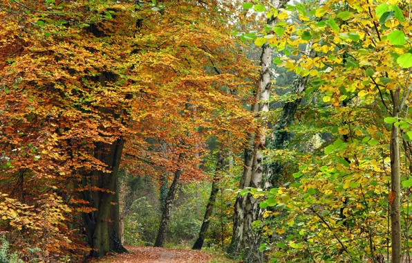 Осень, лес, деревья, тропа, краски осени
