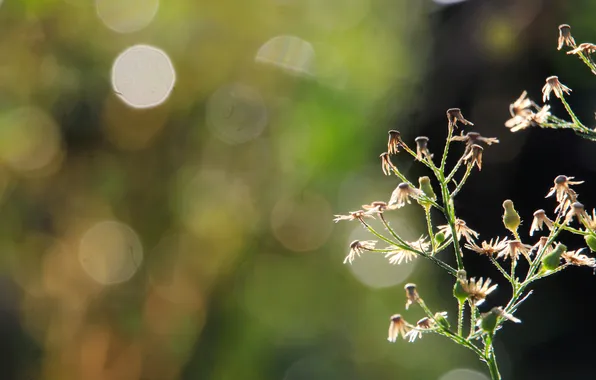 Light, plant, twigs