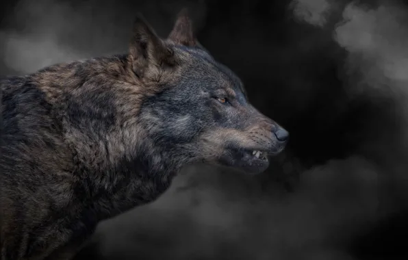 Картинка дым, волк, оскал