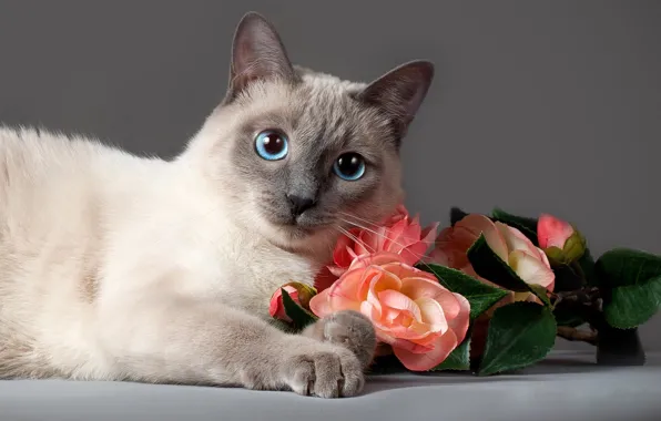 Кошка, кот, взгляд, цветы, животное, розы, Anna Verzina, Анна Верзина