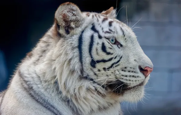 Картинка морда, портрет, хищник, профиль, белый тигр, дикая кошка