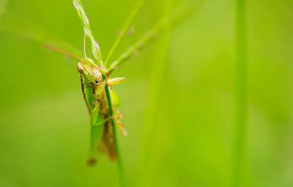 Картинка nature, macro, insect, grasshopper