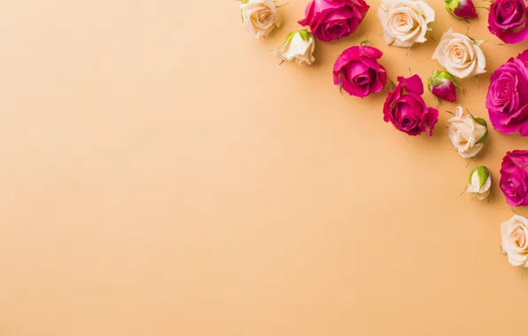 Розы, rose, бутоны, flowers, bunch
