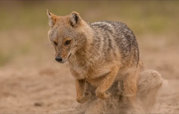 Прыжок, собака, jump, dog, шакал, jackal