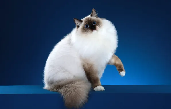 Картинка кошка, кот, взгляд, синий, поза, фон, мордочка, фотостудия