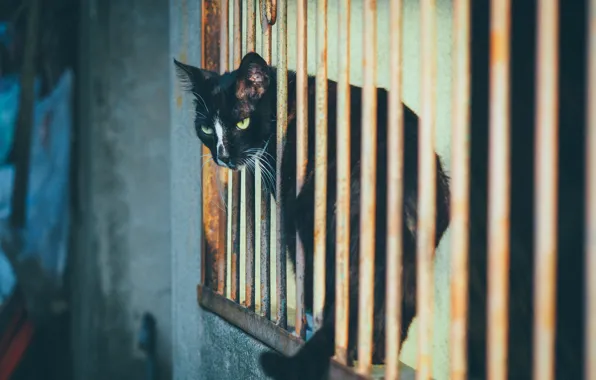 Глаза, кот, решетка