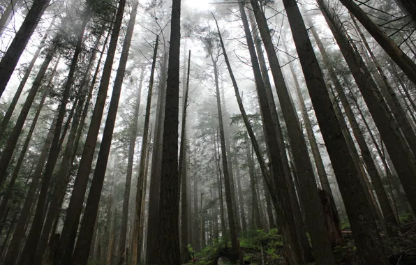 Лес, деревья, природа, Canada, British Columbia, North Vancouver, Capilano