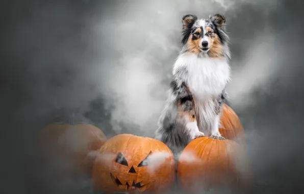 Картинка собака, тыквы, Хэллоуин, Шелти, Шетландская овчарка