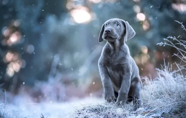 Зима, иней, взгляд, снег, поза, серый, собака, щенок