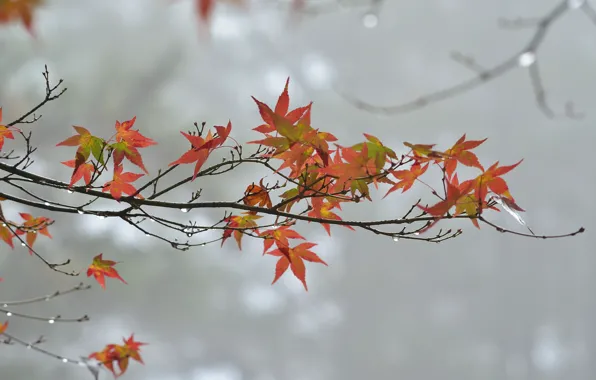 Осень, листья, капли, пасмурно, ветка