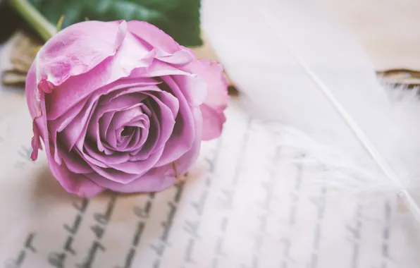 Картинка цветы, розы, love, vintage, flowers, romantic, purple, roses