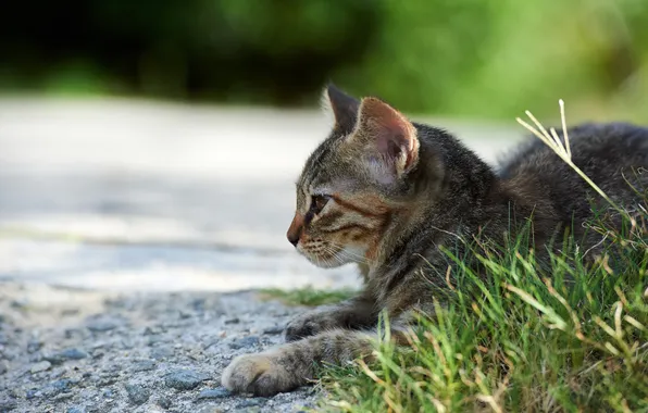 Кошка, трава, кот, улица, лежа