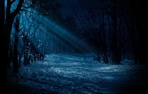 Картинка dark, forest, blue, night, moonlight, shining