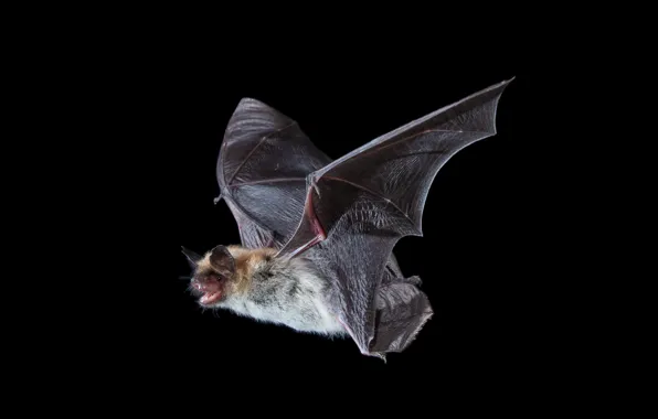 Природа, летучая мышь, Fringed Myotis
