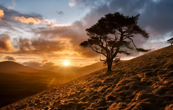 Картинка небо, солнце, деревья, восход