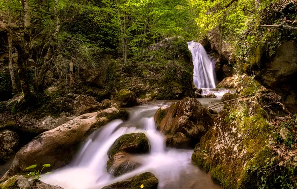 Зелень, лес, деревья, ветки, камни, заросли, берег, водопад
