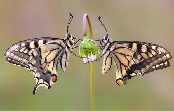 Картинка flower, butterfly, two, Macro