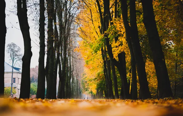 Картинка дорога, осень, листья, деревья, дома, желтые, аллея, опавшие