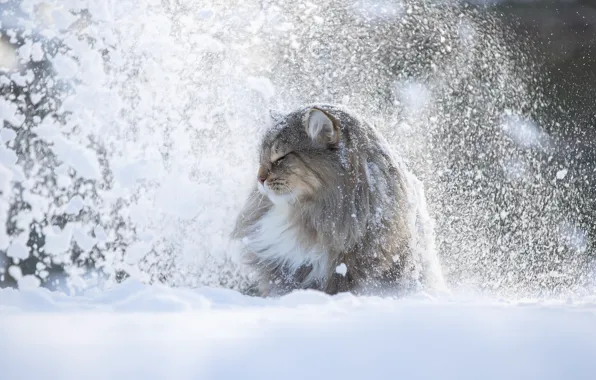 Картинка зима, кот, снег, животное, профиль, Светлана Писарева